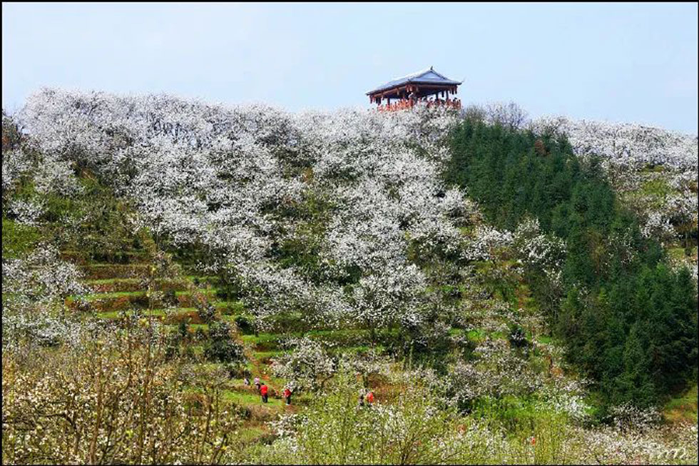【春天，广西桂林灌阳县向您发出邀请！】我们在灌阳看梨花 - 游山玩水 - 牡丹江生活社区 - 牡丹江28生活网 mdj.28life.net