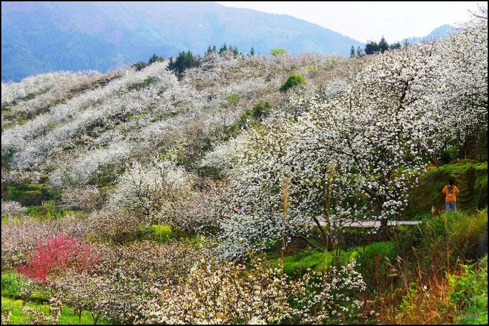 【春天，广西桂林灌阳县向您发出邀请！】我们在灌阳看梨花 - 游山玩水 - 牡丹江生活社区 - 牡丹江28生活网 mdj.28life.net