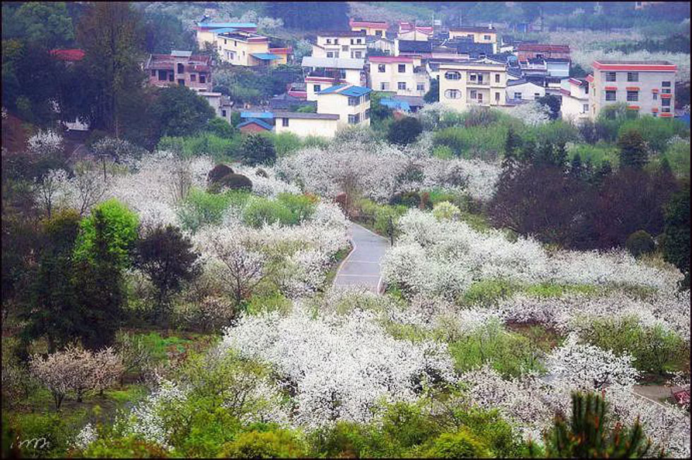 【春天，广西桂林灌阳县向您发出邀请！】我们在灌阳看梨花 - 游山玩水 - 牡丹江生活社区 - 牡丹江28生活网 mdj.28life.net