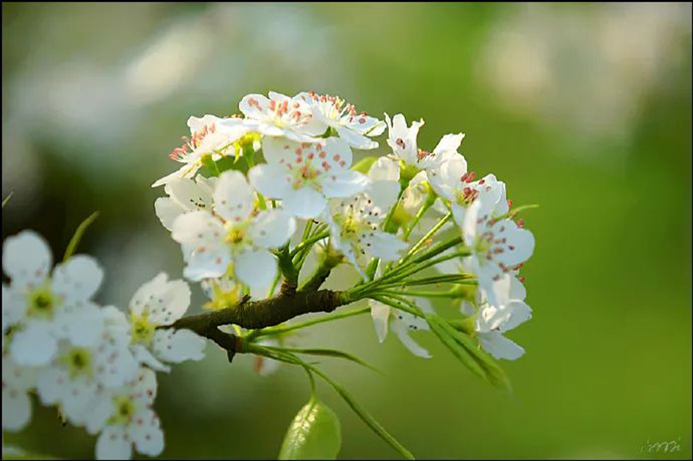 【春天，广西桂林灌阳县向您发出邀请！】我们在灌阳看梨花 - 游山玩水 - 牡丹江生活社区 - 牡丹江28生活网 mdj.28life.net