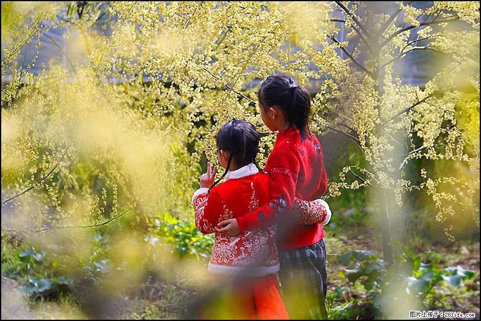 【春天,广西桂林灌阳县向您发出邀请!】米珠山前有片山苍子花在飘香 - 游山玩水 - 牡丹江生活社区 - 牡丹江28生活网 mdj.28life.net
