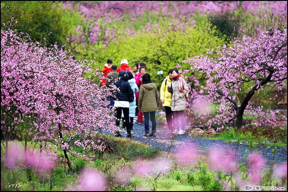 【春天，广西桂林灌阳县向您发出邀请！】官庄村有个醉美的桃花园 - 游山玩水 - 牡丹江生活社区 - 牡丹江28生活网 mdj.28life.net