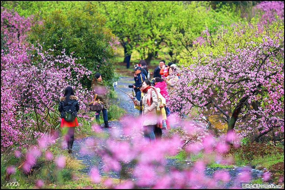 【春天，广西桂林灌阳县向您发出邀请！】官庄村有个醉美的桃花园 - 游山玩水 - 牡丹江生活社区 - 牡丹江28生活网 mdj.28life.net