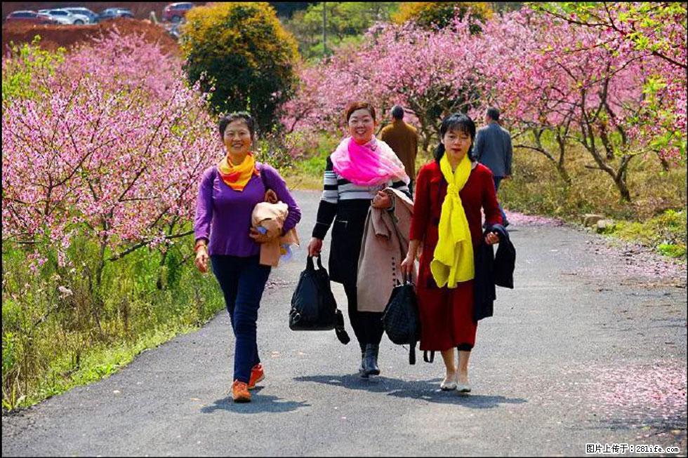 【春天，广西桂林灌阳县向您发出邀请！】官庄村有个醉美的桃花园 - 游山玩水 - 牡丹江生活社区 - 牡丹江28生活网 mdj.28life.net