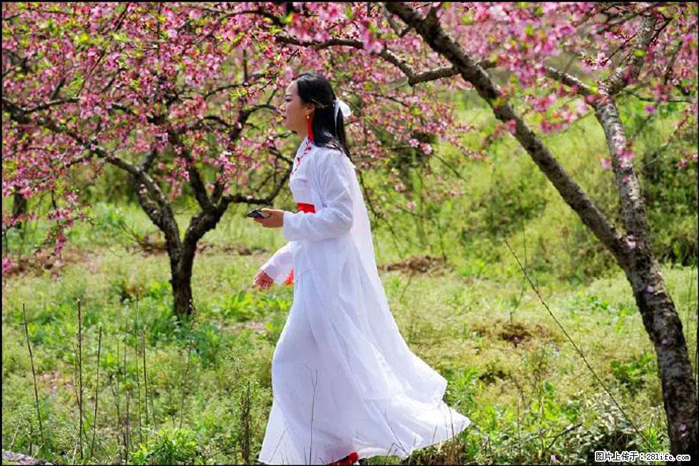 【春天，广西桂林灌阳县向您发出邀请！】官庄村有个醉美的桃花园 - 游山玩水 - 牡丹江生活社区 - 牡丹江28生活网 mdj.28life.net