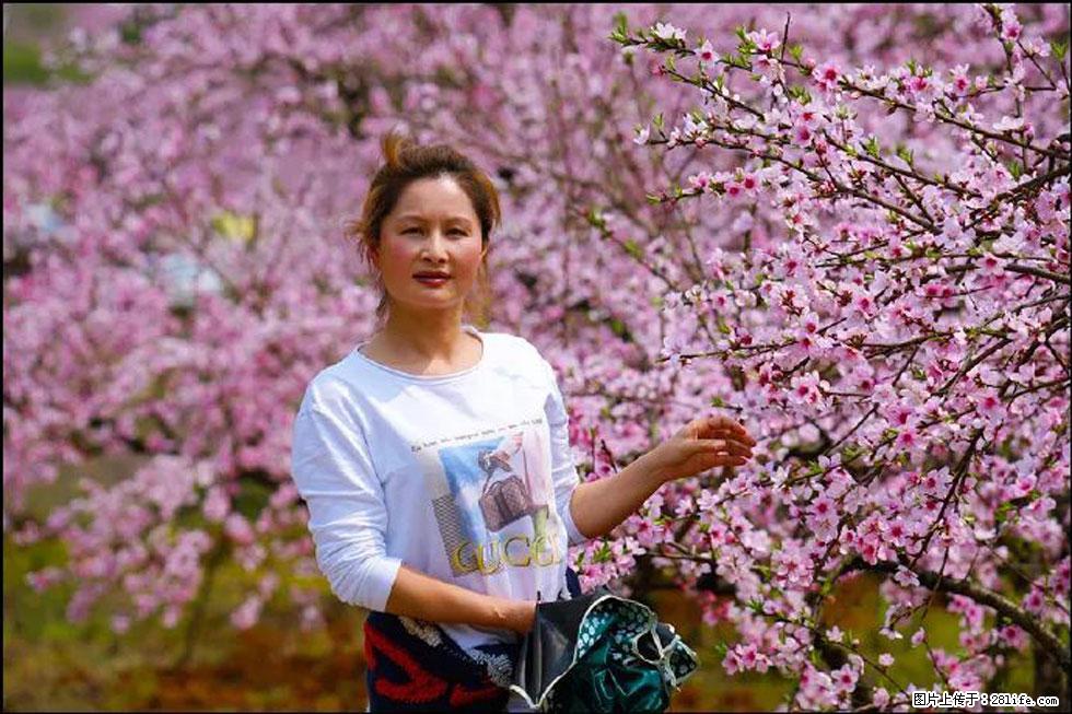 【春天，广西桂林灌阳县向您发出邀请！】官庄村有个醉美的桃花园 - 游山玩水 - 牡丹江生活社区 - 牡丹江28生活网 mdj.28life.net