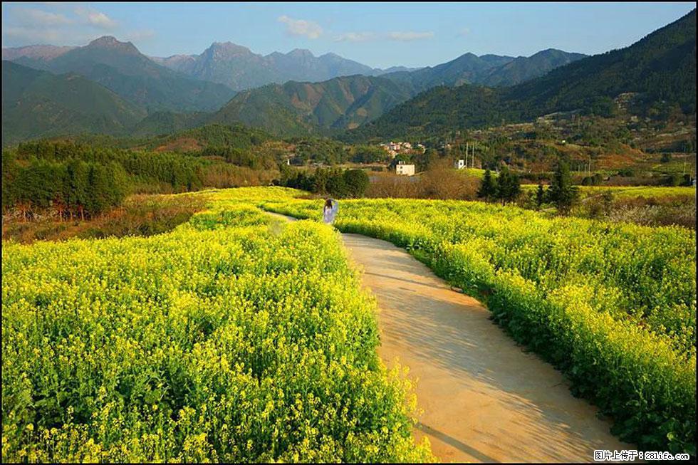 【春天，广西桂林灌阳县向您发出邀请！】长坪村油菜盛情花开 - 游山玩水 - 牡丹江生活社区 - 牡丹江28生活网 mdj.28life.net