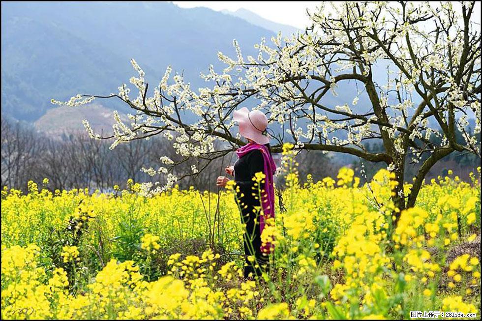 【春天，广西桂林灌阳县向您发出邀请！】长坪村油菜盛情花开 - 游山玩水 - 牡丹江生活社区 - 牡丹江28生活网 mdj.28life.net