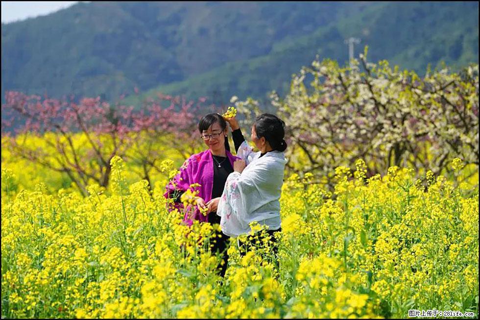 【春天，广西桂林灌阳县向您发出邀请！】长坪村油菜盛情花开 - 游山玩水 - 牡丹江生活社区 - 牡丹江28生活网 mdj.28life.net
