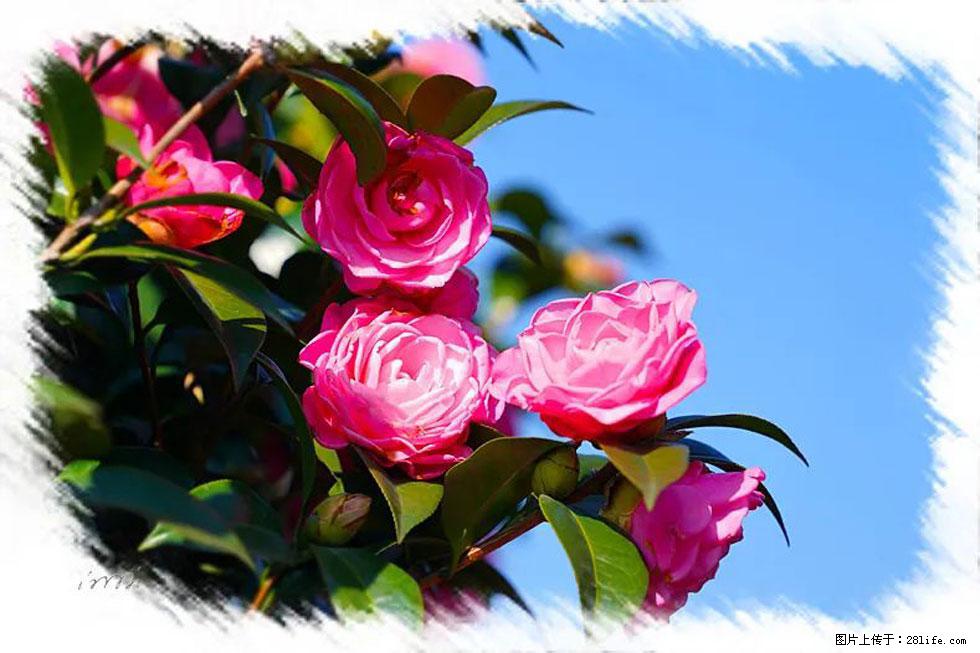 【春天，广西桂林灌阳县向您发出邀请！】杨柳井茶花惹人爱 - 游山玩水 - 牡丹江生活社区 - 牡丹江28生活网 mdj.28life.net