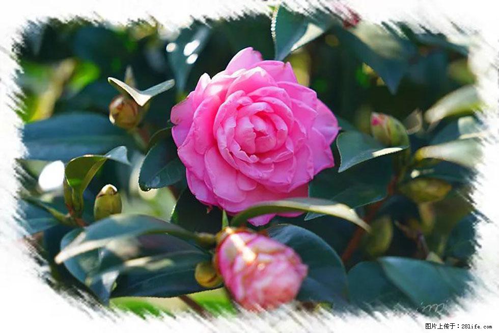 【春天，广西桂林灌阳县向您发出邀请！】杨柳井茶花惹人爱 - 游山玩水 - 牡丹江生活社区 - 牡丹江28生活网 mdj.28life.net