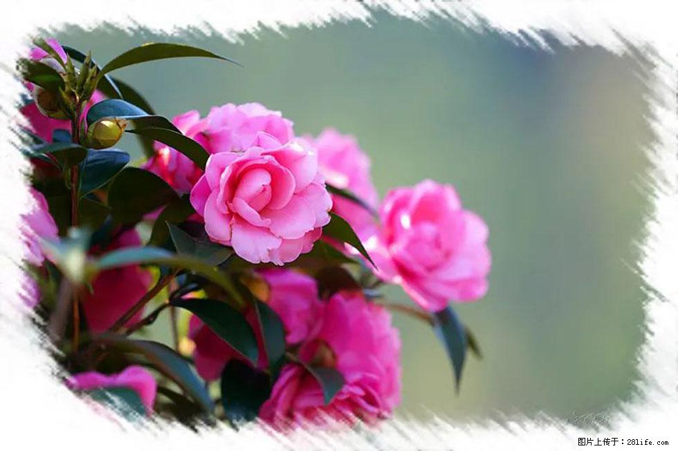 【春天，广西桂林灌阳县向您发出邀请！】杨柳井茶花惹人爱 - 游山玩水 - 牡丹江生活社区 - 牡丹江28生活网 mdj.28life.net