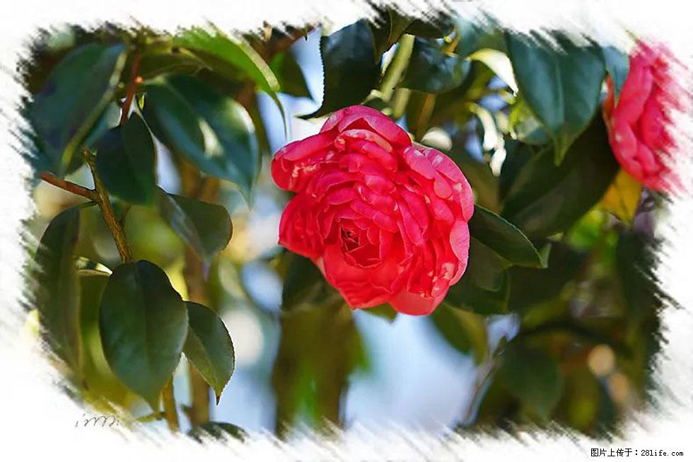 【春天，广西桂林灌阳县向您发出邀请！】杨柳井茶花惹人爱 - 游山玩水 - 牡丹江生活社区 - 牡丹江28生活网 mdj.28life.net