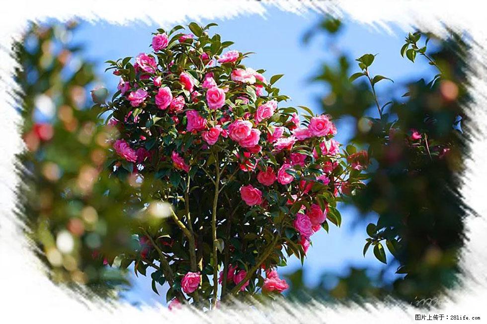 【春天，广西桂林灌阳县向您发出邀请！】杨柳井茶花惹人爱 - 游山玩水 - 牡丹江生活社区 - 牡丹江28生活网 mdj.28life.net
