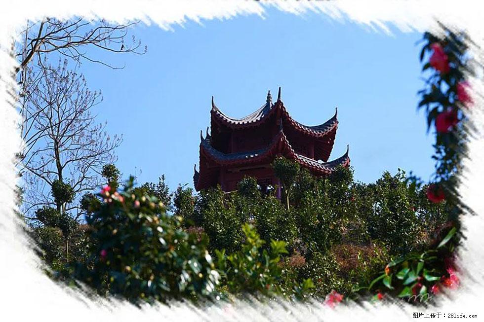【春天，广西桂林灌阳县向您发出邀请！】杨柳井茶花惹人爱 - 游山玩水 - 牡丹江生活社区 - 牡丹江28生活网 mdj.28life.net
