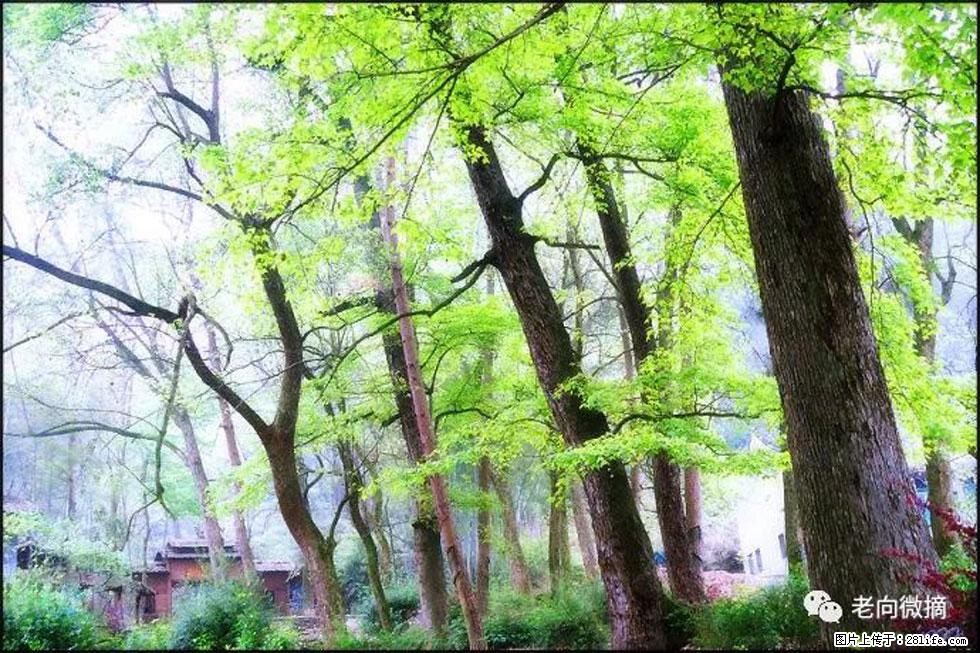 【春天,广西桂林灌阳县向您发出邀请!】在小龙村与春天约会 - 游山玩水 - 牡丹江生活社区 - 牡丹江28生活网 mdj.28life.net
