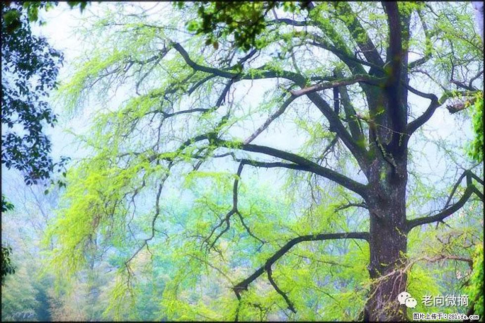 【春天,广西桂林灌阳县向您发出邀请!】在小龙村与春天约会 - 游山玩水 - 牡丹江生活社区 - 牡丹江28生活网 mdj.28life.net
