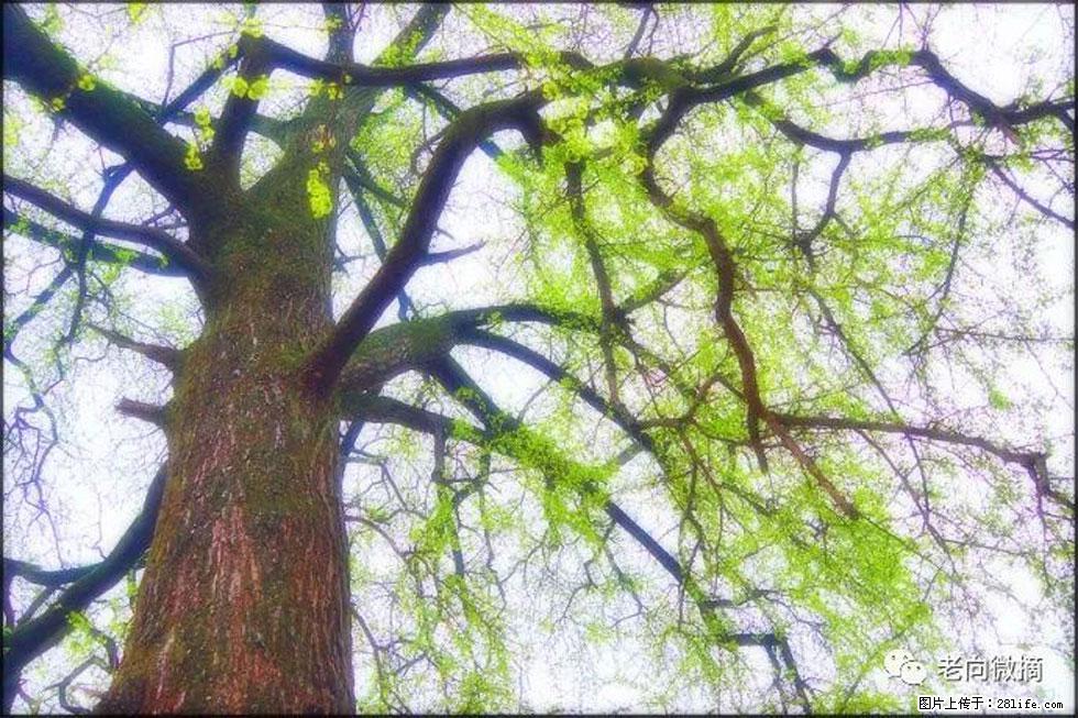 【春天,广西桂林灌阳县向您发出邀请!】在小龙村与春天约会 - 游山玩水 - 牡丹江生活社区 - 牡丹江28生活网 mdj.28life.net