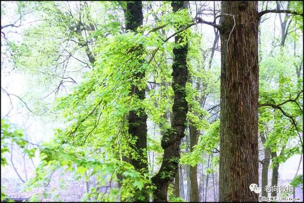 【春天,广西桂林灌阳县向您发出邀请!】在小龙村与春天约会 - 游山玩水 - 牡丹江生活社区 - 牡丹江28生活网 mdj.28life.net