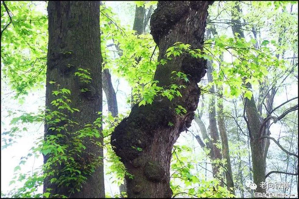 【春天,广西桂林灌阳县向您发出邀请!】在小龙村与春天约会 - 游山玩水 - 牡丹江生活社区 - 牡丹江28生活网 mdj.28life.net