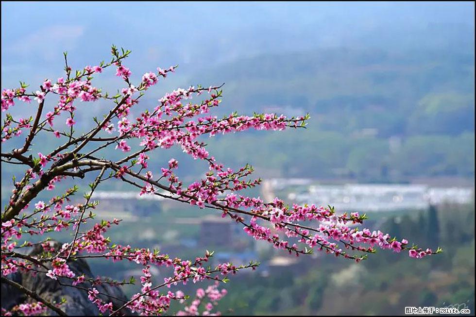 【春天，广西桂林灌阳县向您发出邀请！】望月岭上桃花开 - 游山玩水 - 牡丹江生活社区 - 牡丹江28生活网 mdj.28life.net