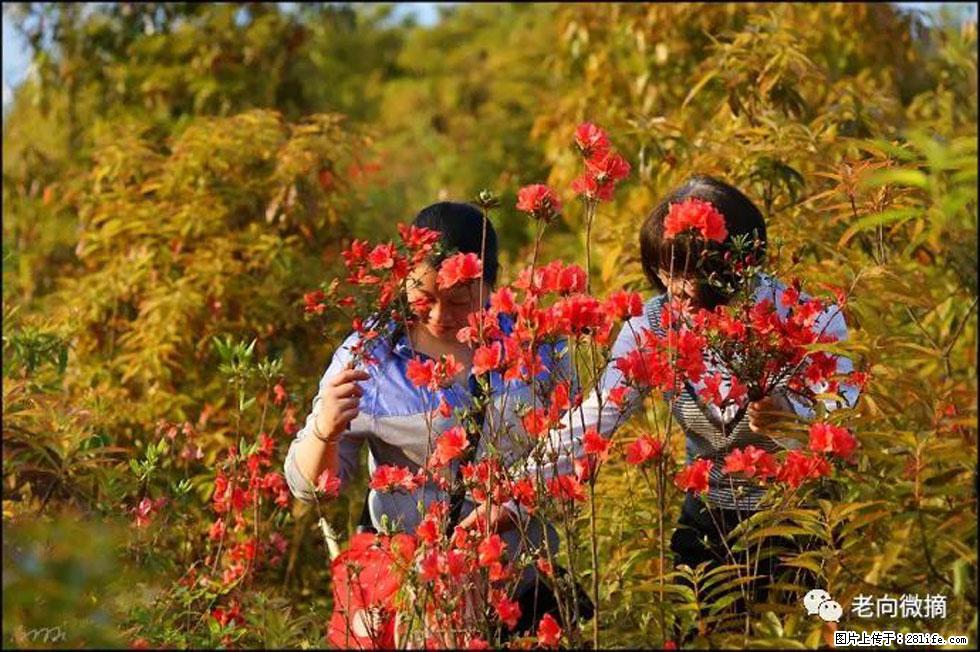 【春天，广西桂林灌阳县向您发出邀请！】登麒麟山，相约映山红 - 游山玩水 - 牡丹江生活社区 - 牡丹江28生活网 mdj.28life.net