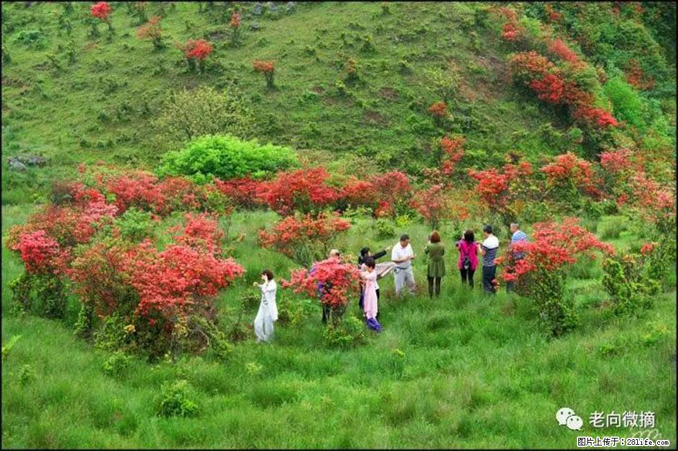 【春天，广西桂林灌阳县向您发出邀请！】宝盖山上映山红 - 游山玩水 - 牡丹江生活社区 - 牡丹江28生活网 mdj.28life.net
