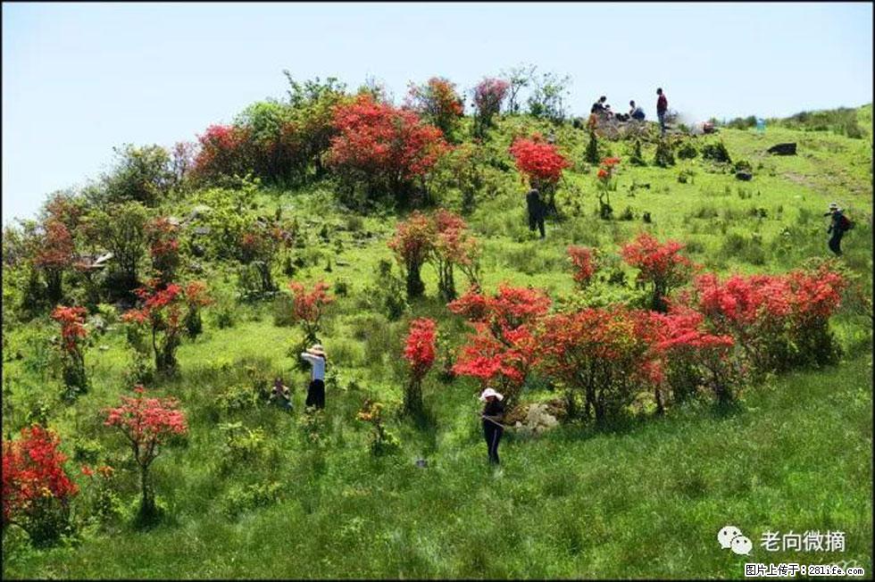 【春天，广西桂林灌阳县向您发出邀请！】宝盖山上映山红 - 游山玩水 - 牡丹江生活社区 - 牡丹江28生活网 mdj.28life.net