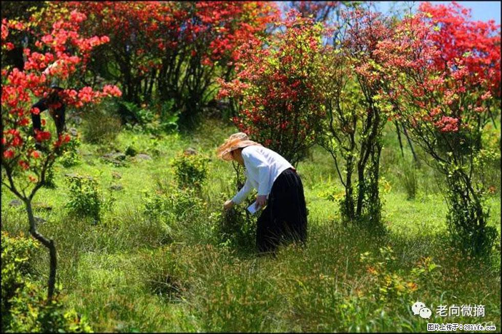 【春天，广西桂林灌阳县向您发出邀请！】宝盖山上映山红 - 游山玩水 - 牡丹江生活社区 - 牡丹江28生活网 mdj.28life.net