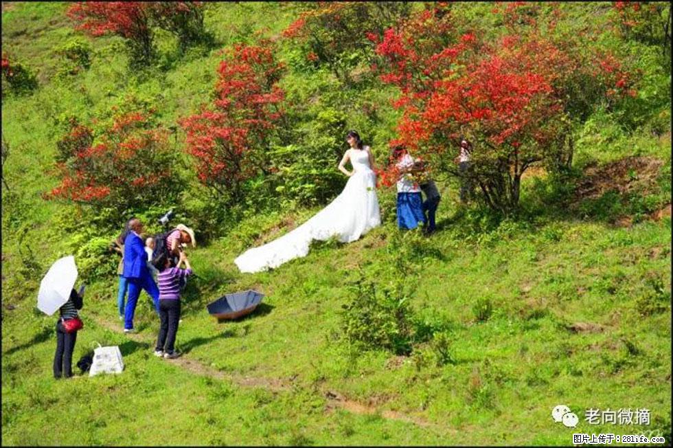 【春天，广西桂林灌阳县向您发出邀请！】宝盖山上映山红 - 游山玩水 - 牡丹江生活社区 - 牡丹江28生活网 mdj.28life.net