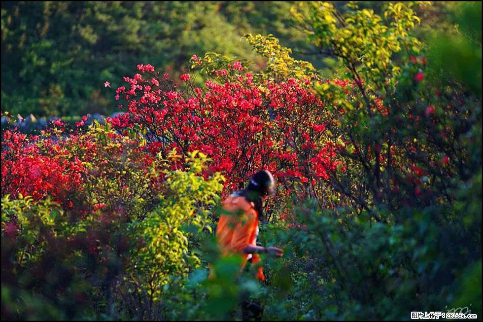 【春天，广西桂林灌阳县向您发出邀请！】春木界上映山红 - 游山玩水 - 牡丹江生活社区 - 牡丹江28生活网 mdj.28life.net