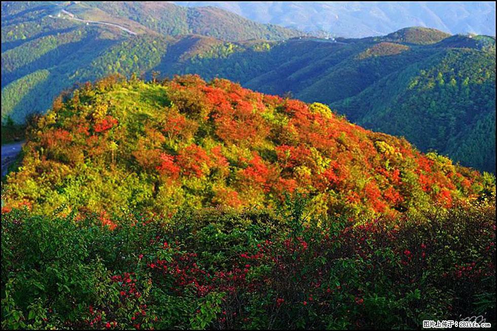 【春天，广西桂林灌阳县向您发出邀请！】春木界上映山红 - 游山玩水 - 牡丹江生活社区 - 牡丹江28生活网 mdj.28life.net