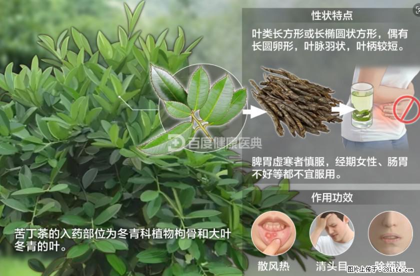 苦丁茶有哪些功效和作用 - 生活百科 - 牡丹江生活社区 - 牡丹江28生活网 mdj.28life.net