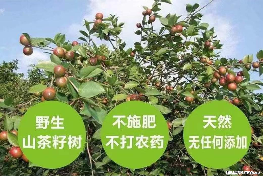 【灌阳县油茶产业示范区】一个有着充实的精神生活的人，对待身外之物自会有一种淡泊的态度 - 土特产 - 饮食特产 - 牡丹江分类信息 - 牡丹江28生活网 mdj.28life.net