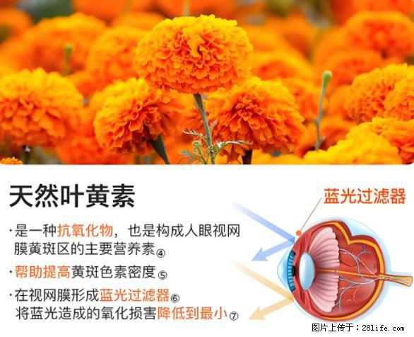 叶黄素有什么功效和作用 - 生活百科 - 牡丹江生活社区 - 牡丹江28生活网 mdj.28life.net