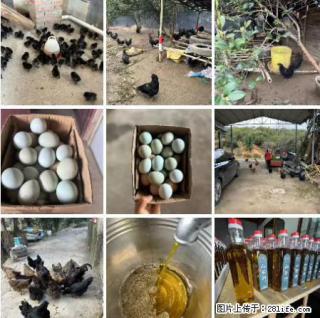 油茶园从小鸡仔开始养起的纯土鸡、土鸡蛋可以预定啦！还有前几天刚榨的纯山茶油哦 - 牡丹江28生活网 mdj.28life.net