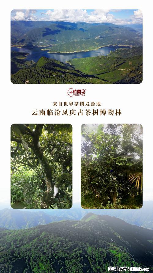 时间果百年古树2025年春红茶 - 购物交流 - 牡丹江生活社区 - 牡丹江28生活网 mdj.28life.net