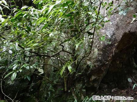 平乐石崖茶，珍贵仅次于金花茶 - 牡丹江生活资讯 - 牡丹江28生活网 mdj.28life.net