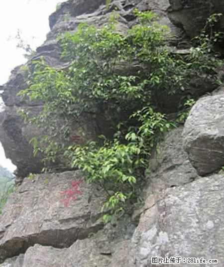 平乐石崖茶，珍贵仅次于金花茶 - 牡丹江生活资讯 - 牡丹江28生活网 mdj.28life.net