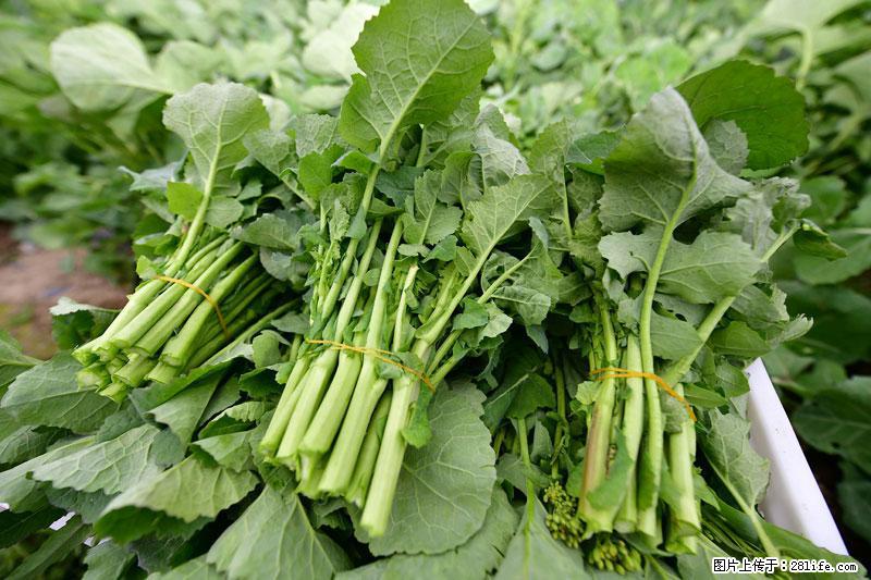 这些蔬菜是“天然钙片”，这6种被医生重点推荐 - 牡丹江生活资讯 - 牡丹江28生活网 mdj.28life.net